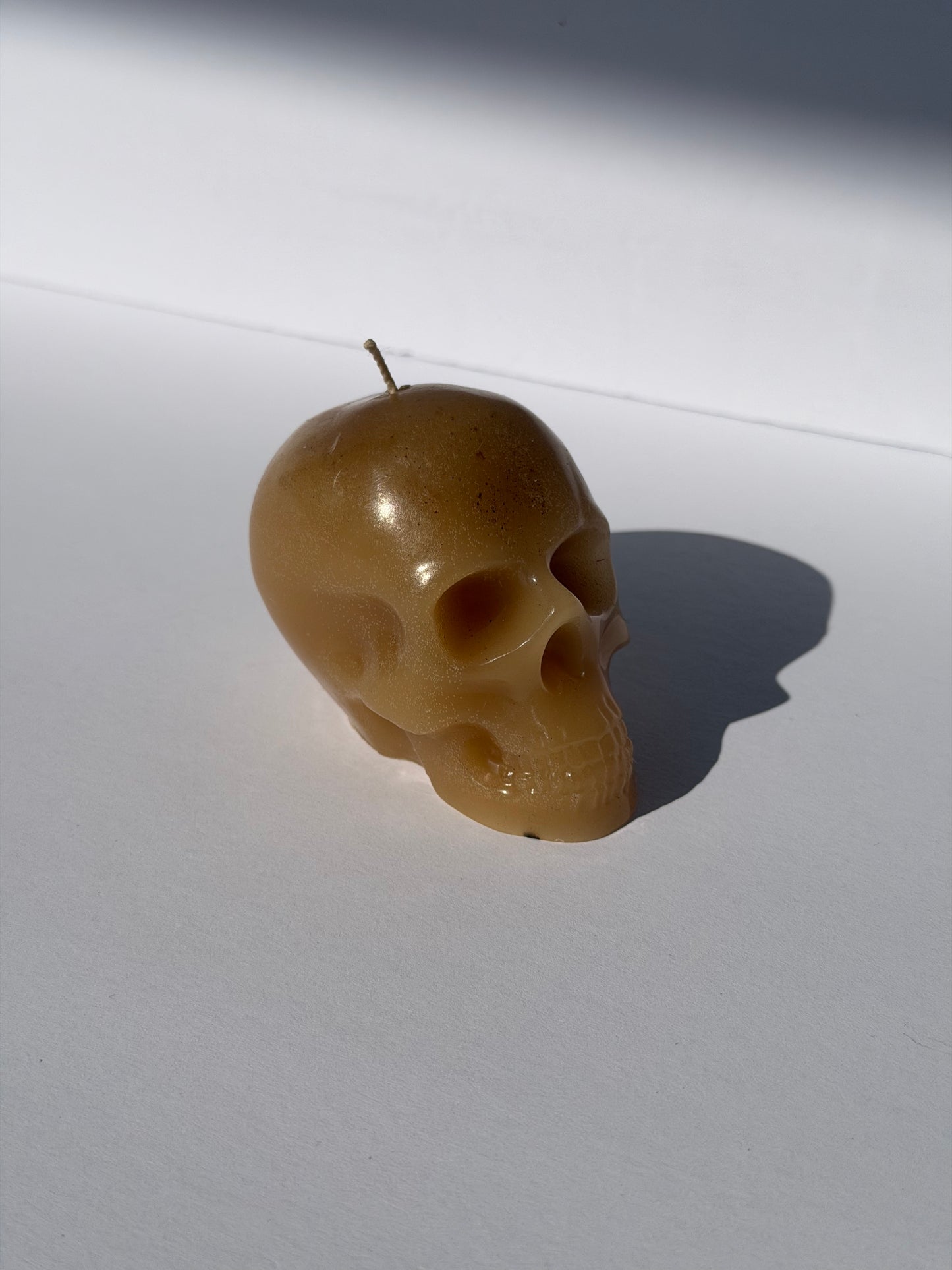 Small Beeswax Skull